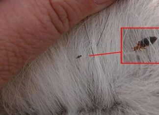 What are Cat Fleas? Signs, Prevention, and Treatment of Fleas on Cats