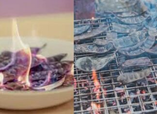 The Power of the Fennel Fruit: Unveiling its Dual Nature in Exorcism and Taboo.