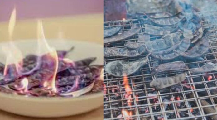 The Power of the Fennel Fruit: Unveiling its Dual Nature in Exorcism and Taboo.