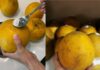 The Ultimate Guide to Storing Grapefruits: Keep Them Fresh and Juicy for Months