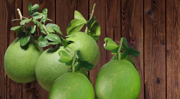 The Ultimate Guide to Selecting the Perfect Green-Skinned Pomelo: How to Pick the Tastiest, Juiciest, and Most Nutritious Fruit with a Bright Pink Flesh.