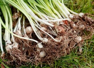 The Ultimate Immune-Boosting Roots: Unveiling the Power of Two Unsung Heroes Hiding in Plain Sight.