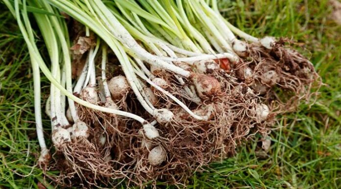 The Ultimate Immune-Boosting Roots: Unveiling the Power of Two Unsung Heroes Hiding in Plain Sight.