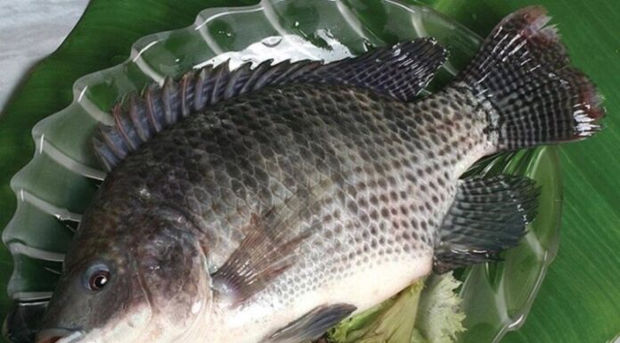 “The Humble Herring: A Nutritional Powerhouse Offering Omega-3 Rich Benefits for Just 20,000 VND per Kilo”