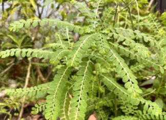 The Ultimate Guide to a Wild Herb’s Healing Powers: Unveiling an Uncommon Cure for Hepatitis B