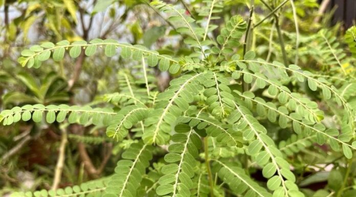 The Ultimate Guide to a Wild Herb’s Healing Powers: Unveiling an Uncommon Cure for Hepatitis B