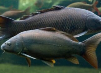 The Ultimate Guide to Identifying Freshwater Fish: An Easy Approach