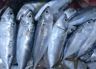 “Seafood Safety: The Importance of Proper Refrigeration”