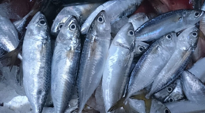 “Seafood Safety: The Importance of Proper Refrigeration”