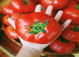 The Ultimate Hack to Keep Tomatoes Fresh for Months: Unveiling the Secret Weapon to Preserve Nature’s Red Delights.
