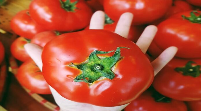 The Ultimate Hack to Keep Tomatoes Fresh for Months: Unveiling the Secret Weapon to Preserve Nature’s Red Delights.
