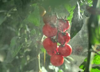 The 3 Easiest Fruits to Infuse with Medicine: Beware of the Unsuspecting Number 1!