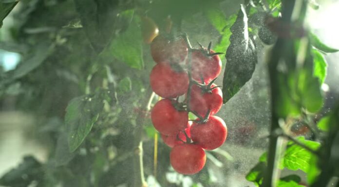 The 3 Easiest Fruits to Infuse with Medicine: Beware of the Unsuspecting Number 1!