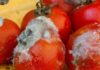 The Ultimate Guide to Tomato Revival: 3 Creative Ways to Save Your Overripe Tomatoes