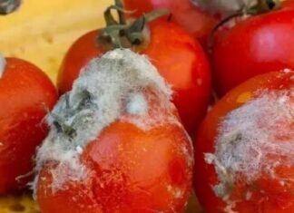 The Ultimate Guide to Tomato Revival: 3 Creative Ways to Save Your Overripe Tomatoes