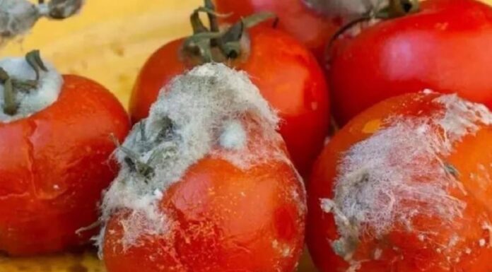 The Ultimate Guide to Tomato Revival: 3 Creative Ways to Save Your Overripe Tomatoes