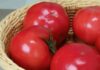 “The Ultimate Guide to Choosing the Right Tomatoes: A Nutrition Showdown”