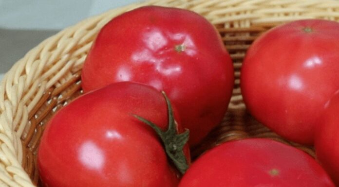 “The Ultimate Guide to Choosing the Right Tomatoes: A Nutrition Showdown”
