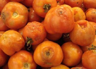 The Magic of Rotten Tomatoes: Unveiling the Surprising Benefits of a Foul Fruit