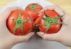 How to Tell if a Tomato is Ripe and Ready to Eat: A Natural Guide
