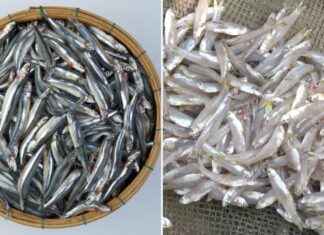 “A Superfood Fish: An Affordable Omega-3 and Iron-Rich Catch”