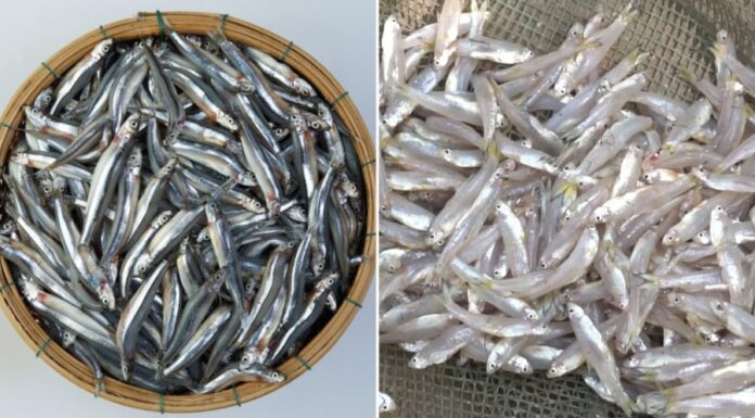 “A Superfood Fish: An Affordable Omega-3 and Iron-Rich Catch”