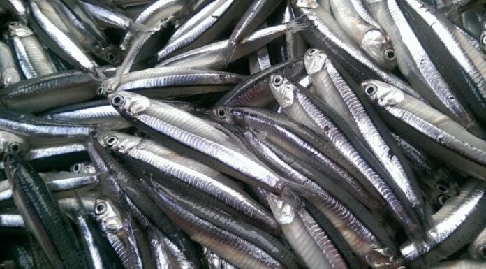 7 Superfoods of the Sea: A Seafood Delight that Rivals Ginseng and Bird’s Nest