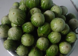 Bitter Melon – A Tasty “Exotic” Treat from the Central Highlands