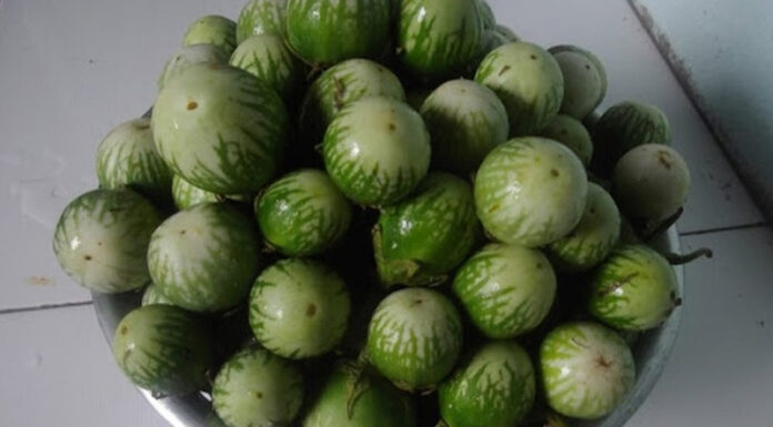 Bitter Melon – A Tasty “Exotic” Treat from the Central Highlands