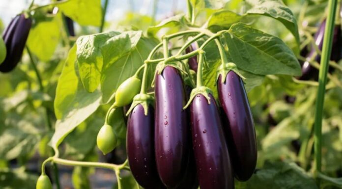 “The Humble Superfruit: A Secret to Longevity”