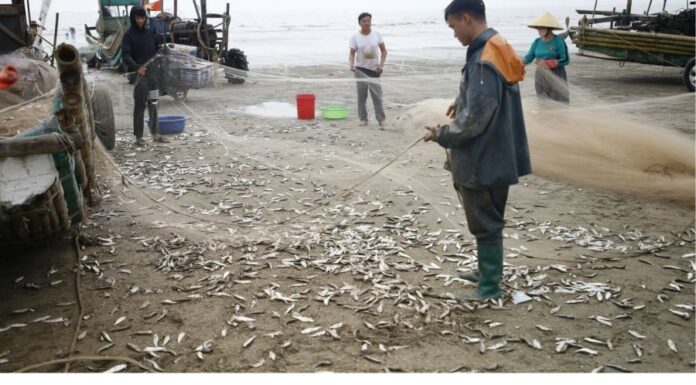 The Ultimate Omega-3 Rich Fish: Vietnam’s Best-Kept Secret Revealed.
A delicious and nutritious treat, this fish is a must-buy for those wanting a healthy, affordable alternative to salmon. With a similar omega-3 profile, it’s a steal at a fifth of the price. Don’t miss out on this local delicacy!