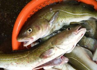 The Ultimate Guide to Marinated Fish: Eliminate Fishy Odor, Achieve Tender and Flavorful Fish