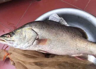 The Ultimate Superfood Fish: A Delicate, Nutritious, and Heart-Healthy Catch with Cancer-Fighting Powers – Now Affordable and Widely Available at Your Local Market.