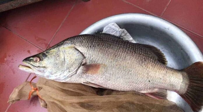 The Ultimate Superfood Fish: A Delicate, Nutritious, and Heart-Healthy Catch with Cancer-Fighting Powers – Now Affordable and Widely Available at Your Local Market.