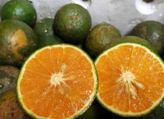 The Ultimate Citrus Delight: A Taste Sensation You Won’t Forget