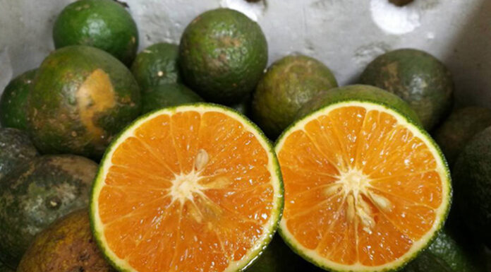 The Ultimate Citrus Delight: A Taste Sensation You Won’t Forget