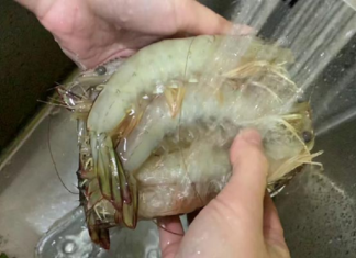 The Ultimate Guide to Buying Fresh Shrimp: Don’t Rush to Refrigerate, Try This One Extra Step for Succulent and Firm Shrimp