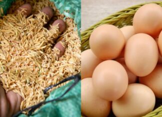 The Ancient Art of Egg Preservation: How Our Ancestors Kept Eggs Fresh for Months Without Refrigeration.