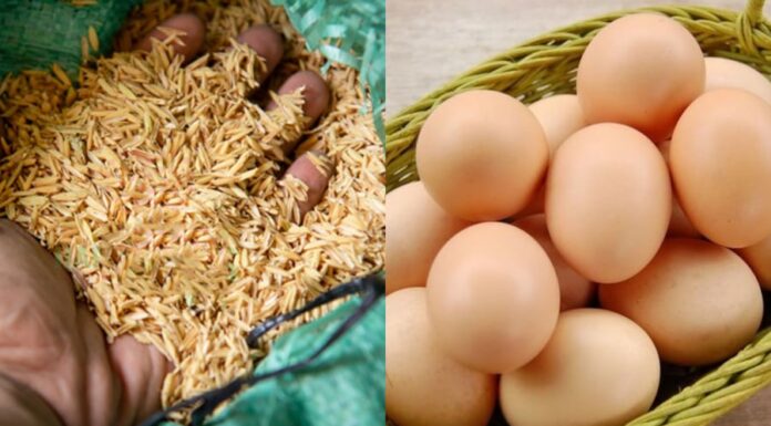 The Ancient Art of Egg Preservation: How Our Ancestors Kept Eggs Fresh for Months Without Refrigeration.