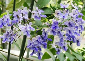 ‘Nature’s Delicate Beauty’: Captivating Butterfly-like Wildflowers Now Adorn Your Garden, Blooming Brilliantly in the Sun