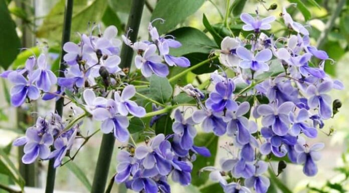 ‘Nature’s Delicate Beauty’: Captivating Butterfly-like Wildflowers Now Adorn Your Garden, Blooming Brilliantly in the Sun