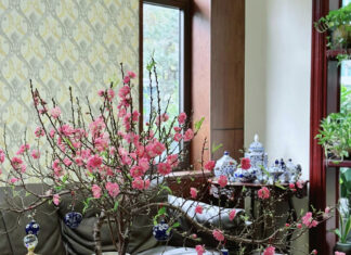 The Ultimate Guide to Selecting and Displaying the Stunning ‘Huyen’ Peach Blossoms for Tet by a Savvy 8X Miner