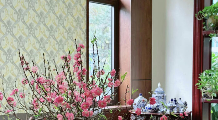The Ultimate Guide to Selecting and Displaying the Stunning ‘Huyen’ Peach Blossoms for Tet by a Savvy 8X Miner