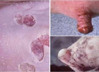 How to Choose Pork That’s Free From Foot-and-Mouth Disease