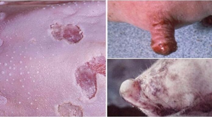 How to Choose Pork That’s Free From Foot-and-Mouth Disease