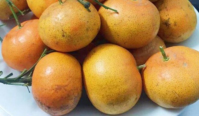 The Ultimate Guide to Buying the Perfect Cam Canh for Tet: Expert Growers Reveal the Secret to Choosing the Best Fruit