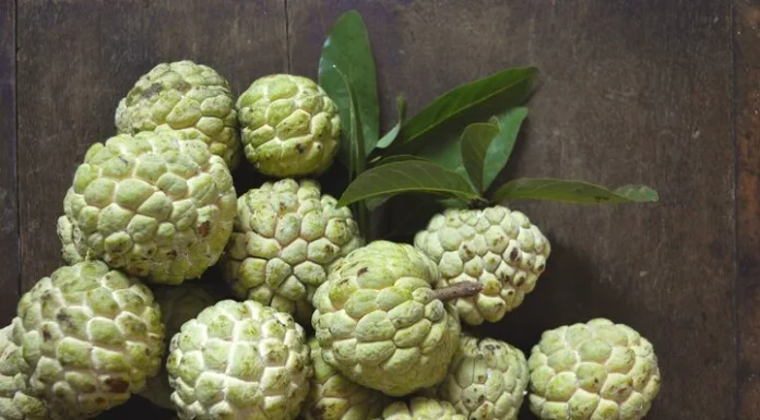 The Ultimate Guide to Picking Ripe Persimmons