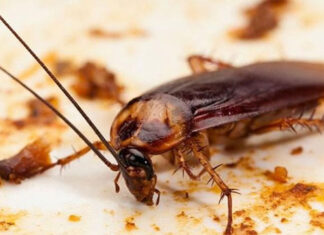 The Ultimate Guide to Natural, Effective, and Safe Cockroach Control.