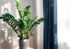 3 Things to Avoid When Growing Money Trees to Keep Them Lush and Lucky