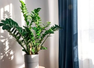 3 Things to Avoid When Growing Money Trees to Keep Them Lush and Lucky